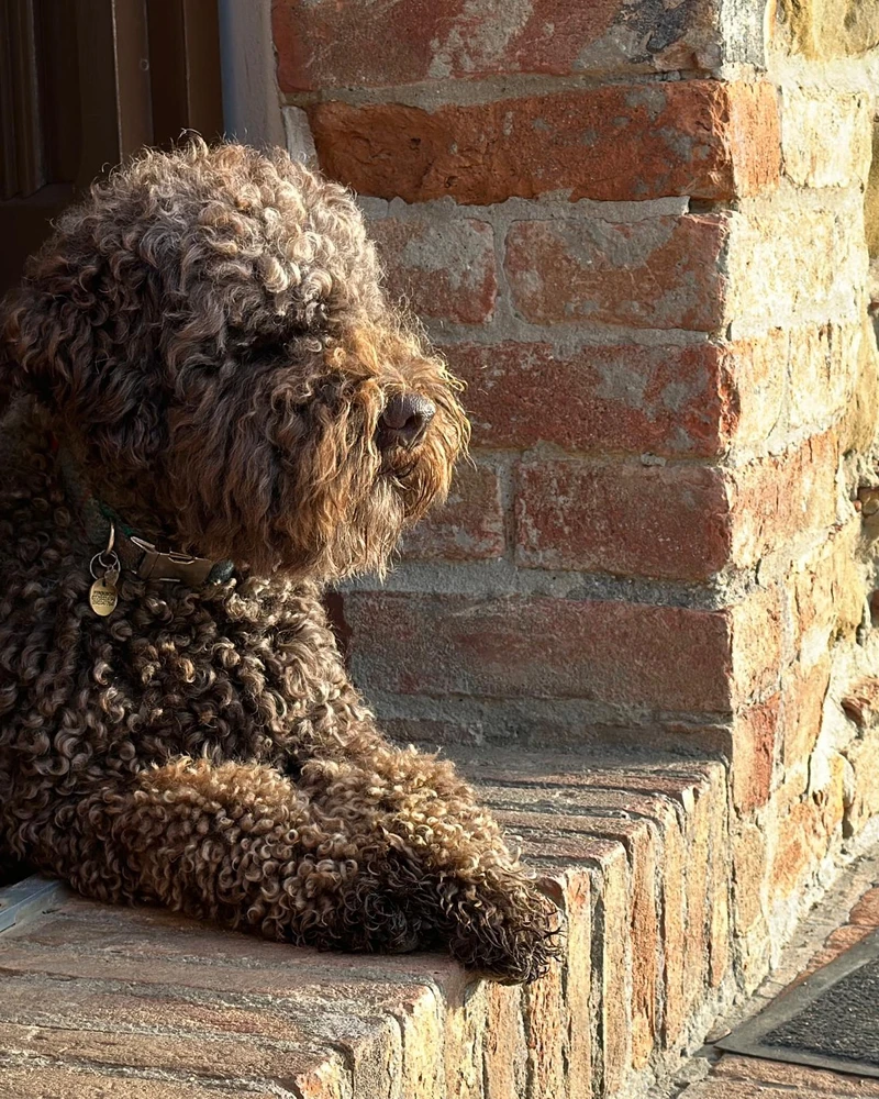 Dario in show stance displaying his orange coat