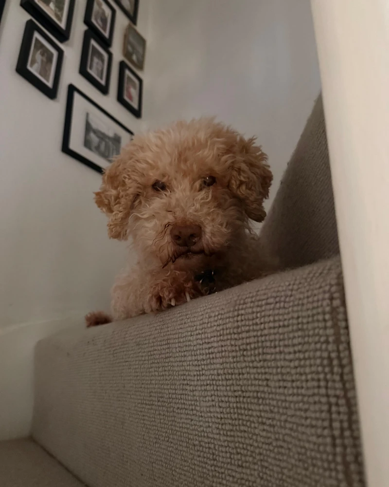 Lola enjoying her retirement