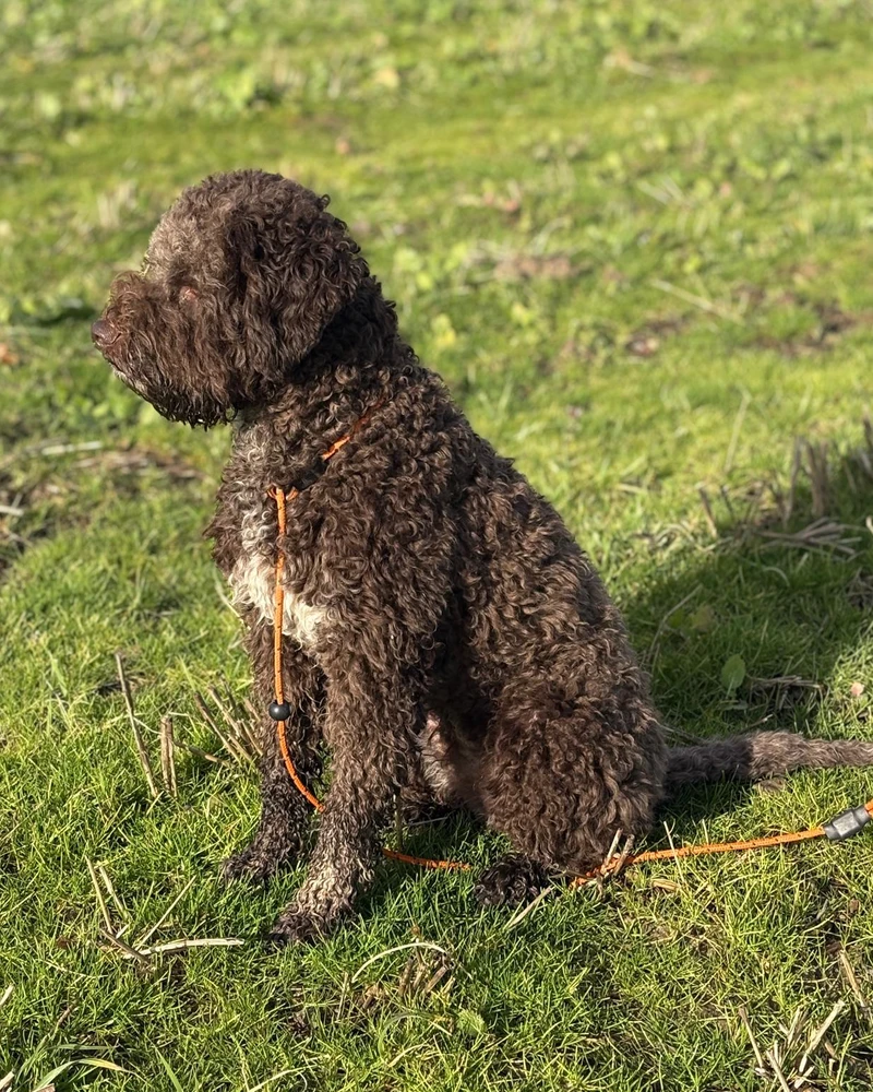 Posy - main profile photo