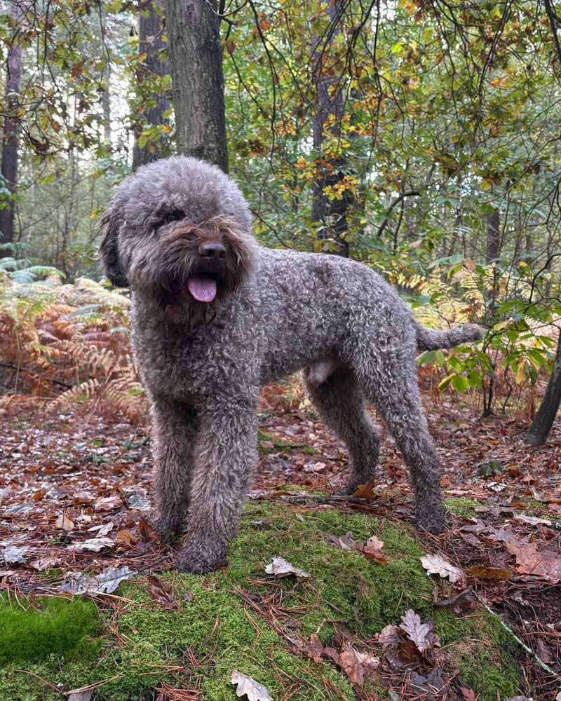 Sage showing his handsome brown coat