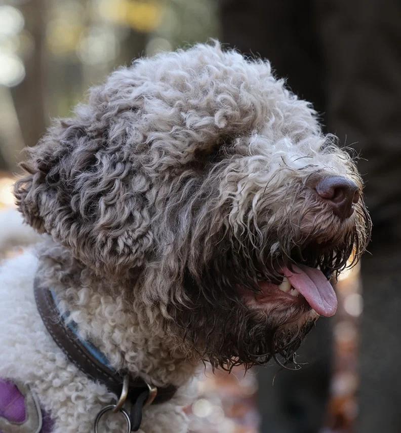 Tiger - 77187159 3e69 42d1 a016 322f880d4554