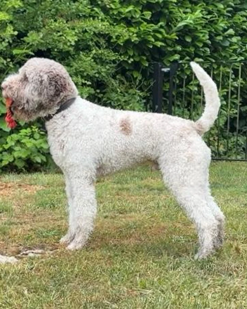 Tiger - main profile photo