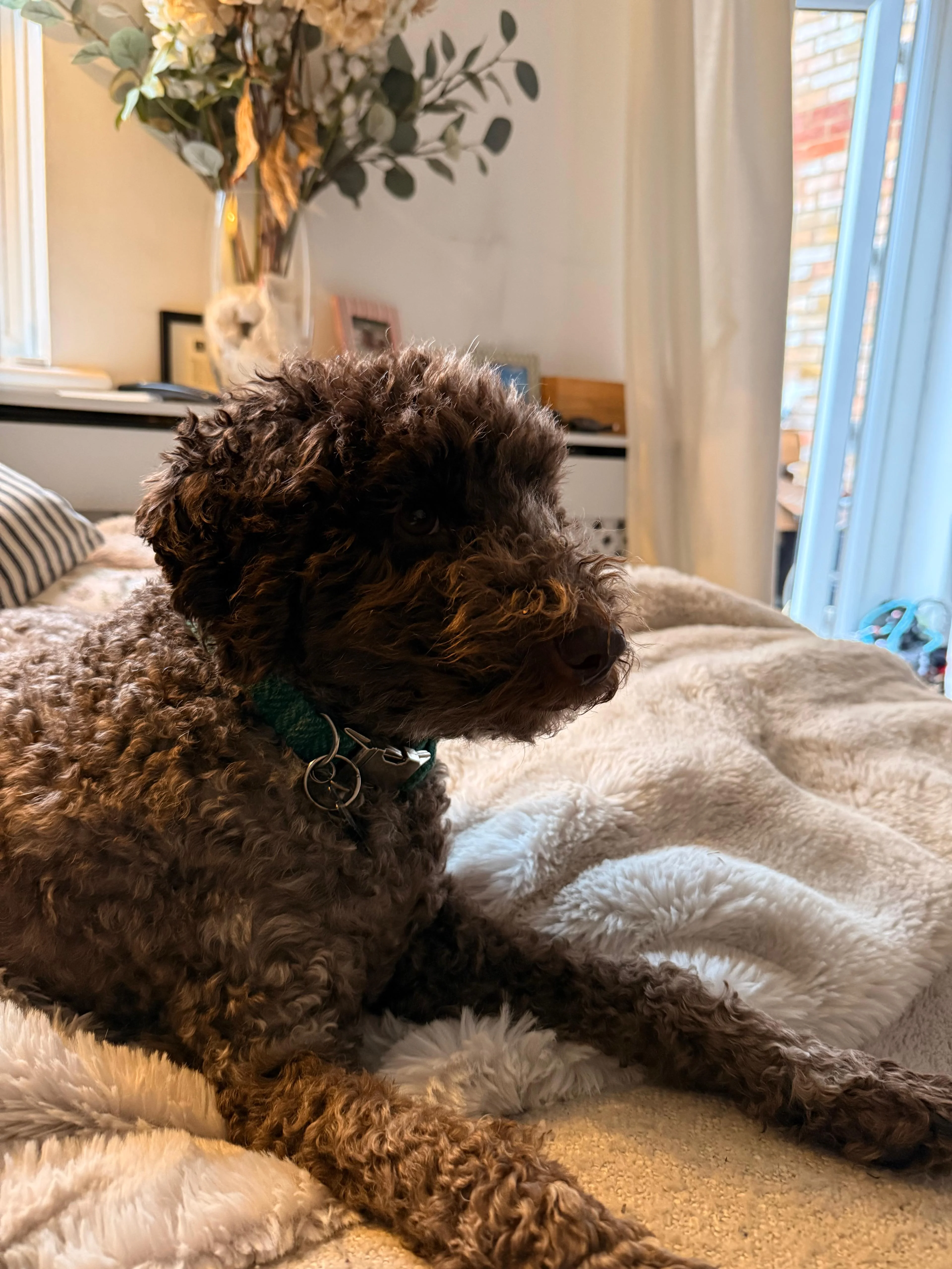 Twiggy standing in a garden setting showing her beautiful brown roan coat
