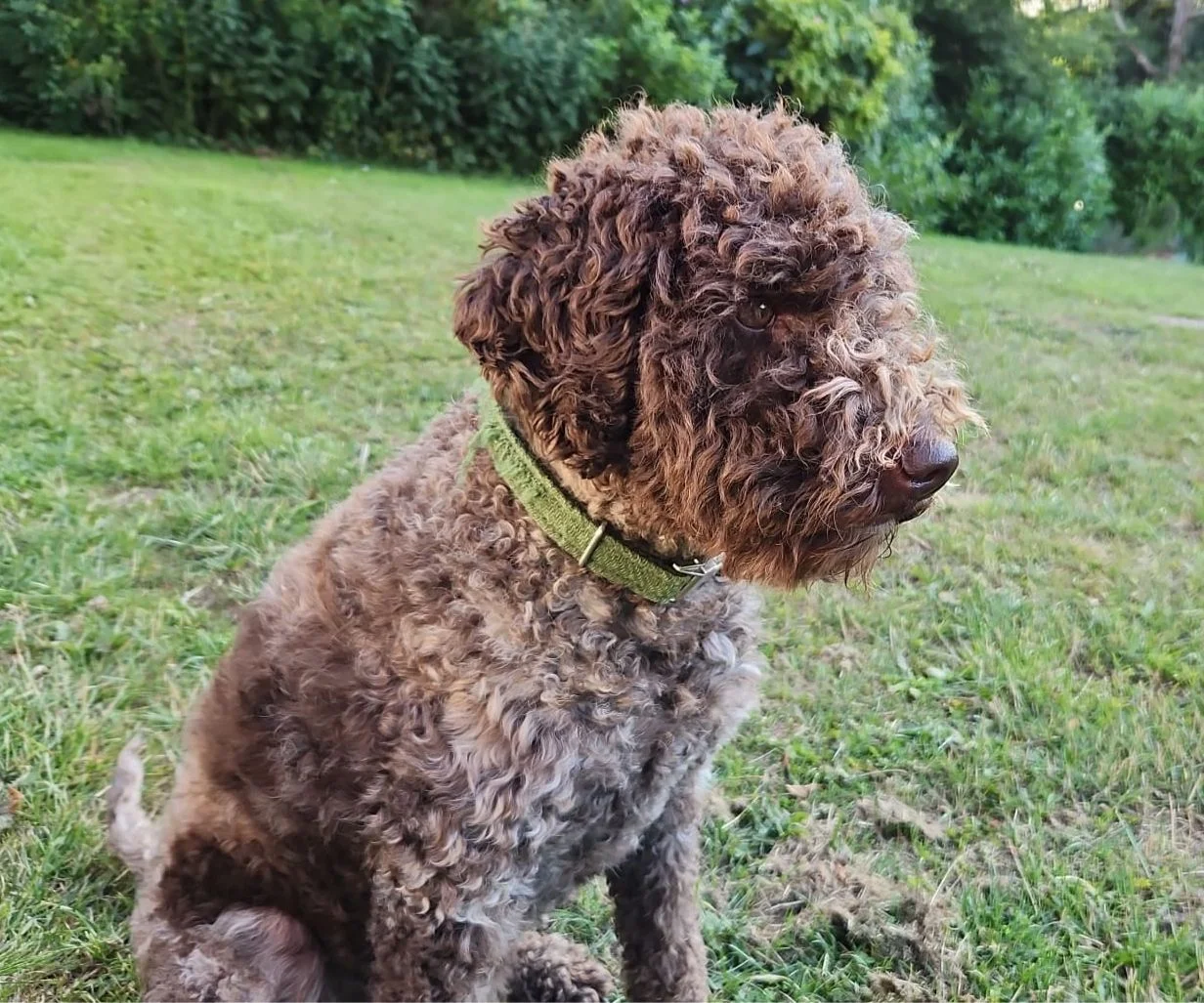 Twiggy - whatsapp image 2026 01 18 at 17 33 32